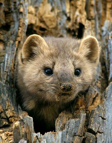 File:Pine marten.jpg