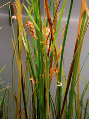 DSC28251, Dwarf Seahorse, Monterey Bay Aquarium, Monterey, California, USA