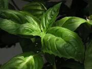 Basil (Ocimum basilicum)