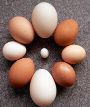 Eggcentric Circle