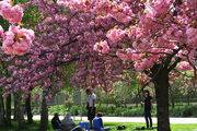 Under the cherry trees