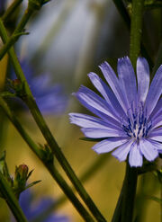 Chicory