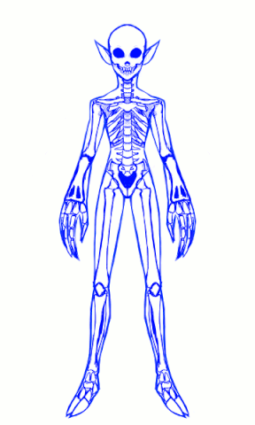 File:Shinobi anatomy.gif