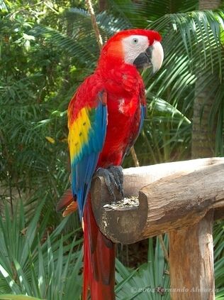 Guacamaya.jpg