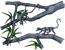 Wood-rat