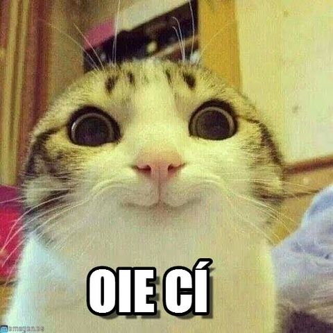 Archivo:Gato Oie Ci.jpg