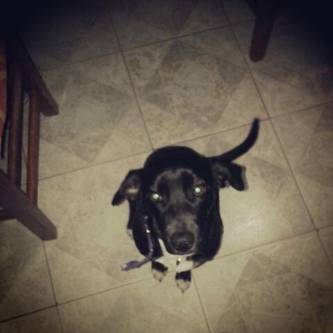 Archivo:Bella.jpg