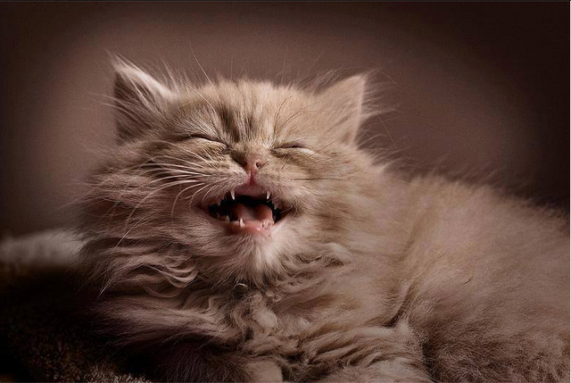 Archivo:Gatico.png