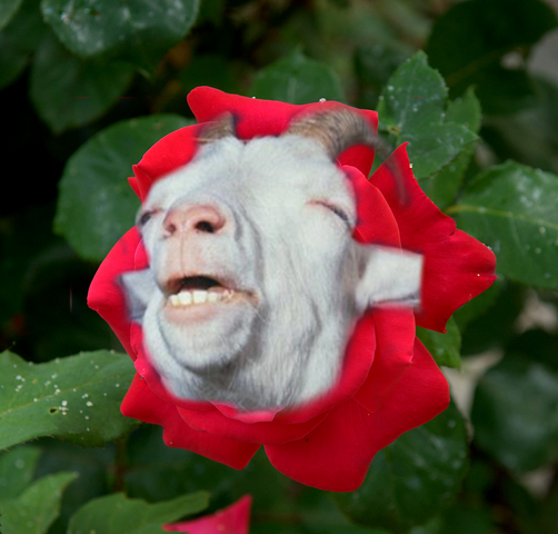 Archivo:PiuPiu.png