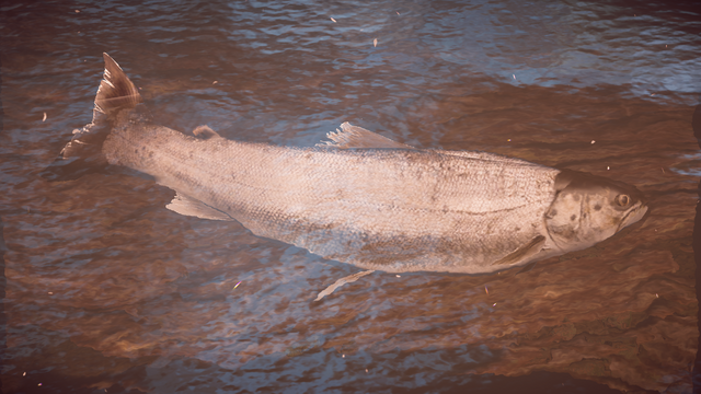File:Trout.png