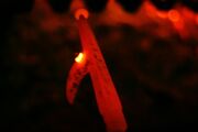 Redhotpoker