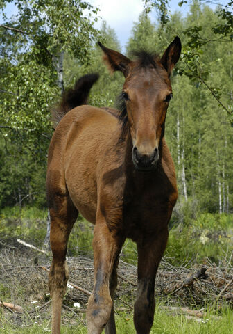 File:Foal in Finland.jpg