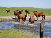 Yosemite Horses
