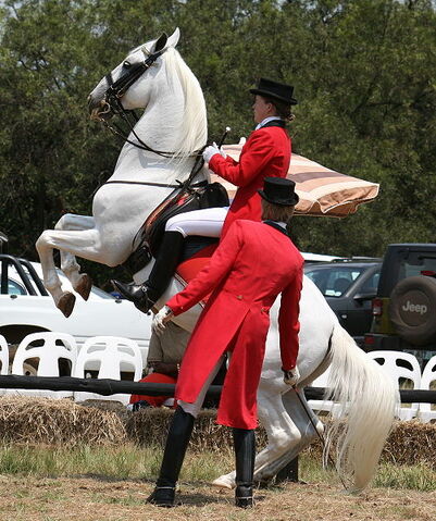 File:Lipizzan horse.jpg