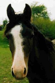 Blaze horse