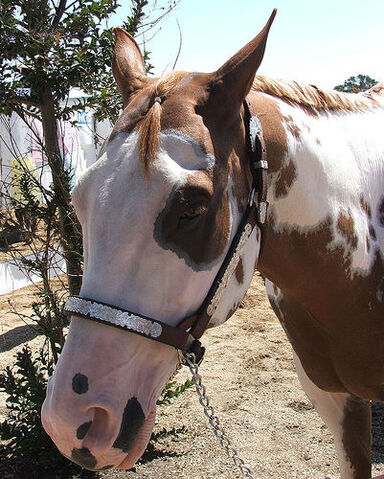 File:Paint Horse.jpg