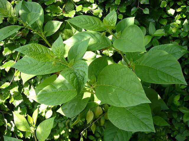 File:800px-Atropa Bella-donna2.jpg