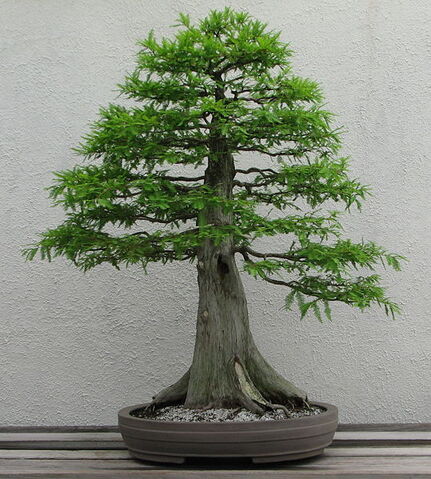 File:539px-Bald Cypress, 1987-2007.jpg