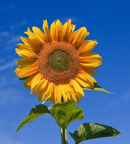 File:541px-Sunflower sky backdrop.jpg
