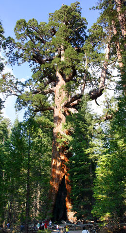 File:Grizzly Giant Mariposa Grove.jpg