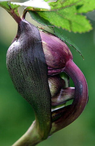 File:391px-Angelica gigas.jpg