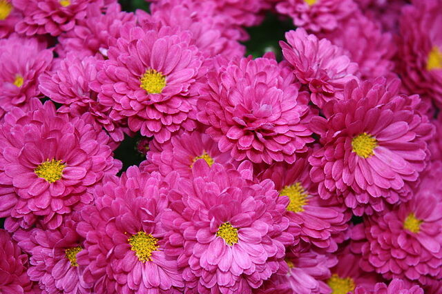 File:800px-Chrysanthemumkjfmartin.jpg