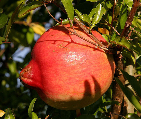 File:711px-Pomegranate fruit.jpg