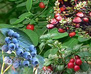 220px-Vaccinium