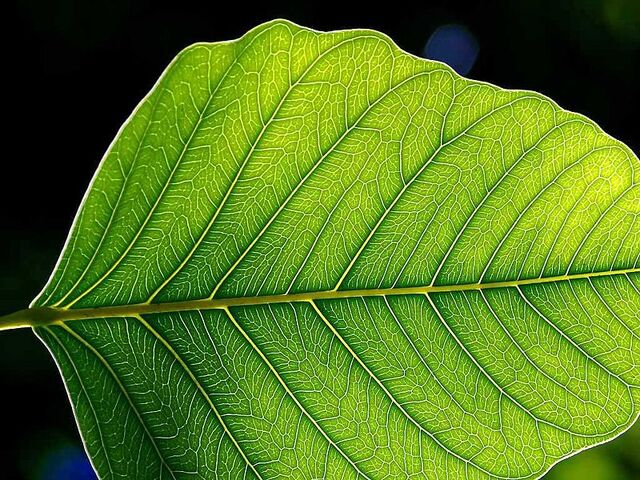 File:Leaf.jpg
