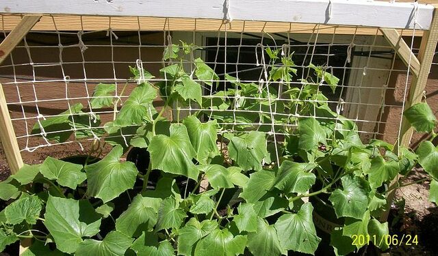 File:800px-Cucumber plants growing.jpg