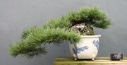 Semicascade bonsai