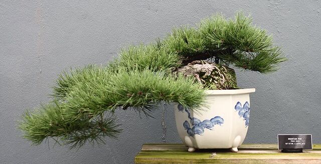 File:Semicascade bonsai.jpg