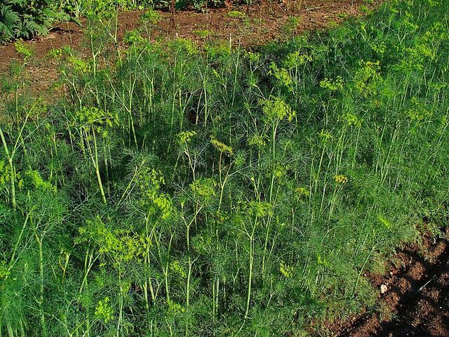 File:800px-Anethum graveolens 001.jpg