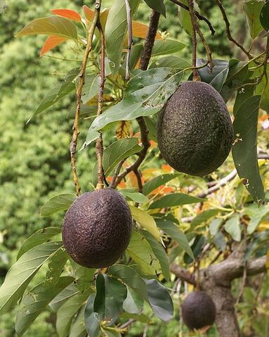 File:479px-Persea americana fruit 2.jpg