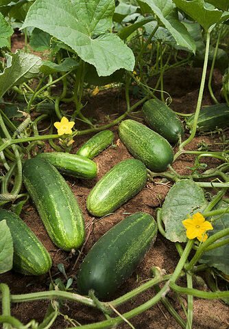 File:418px-ARS cucumber.jpg