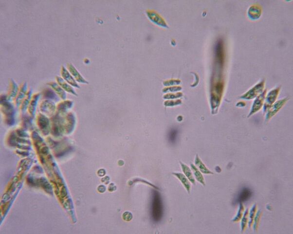 File:Green algae.jpg