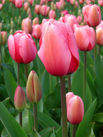 File:450px-Tulip - floriade canberra.jpg