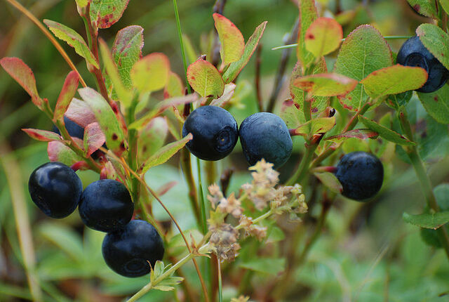 File:800px-Blueberries-Littleisland.jpg