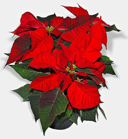 File:550px-Weihnachtsstern - groß.jpg