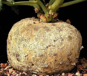 Jatropha cathartica2 ies