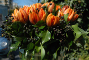 Tulips-and-seeded-ivy