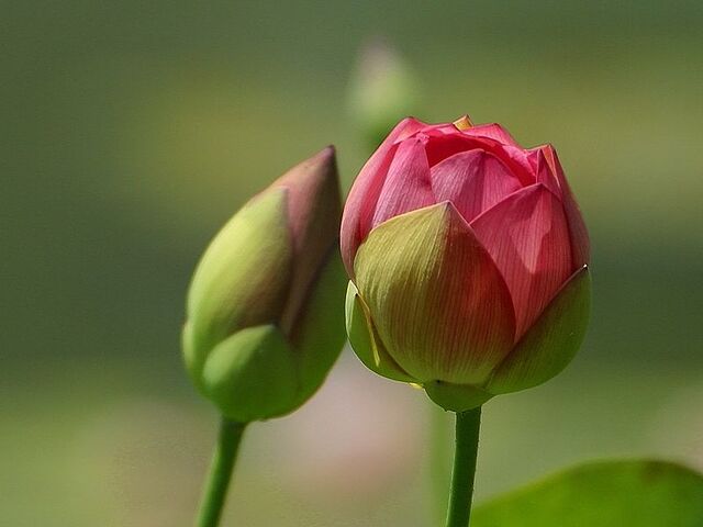 File:800px-Flower Buds.jpeg