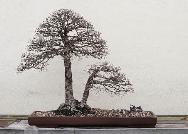 File:Multiple trunk.jpg