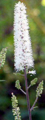 File:Spikes.jpg