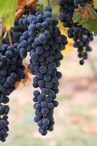 File:397px-Wine grapes03.jpg
