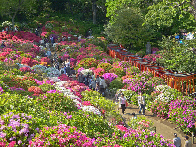 File:800px-AzaleaFestivalNezuJinja.jpg