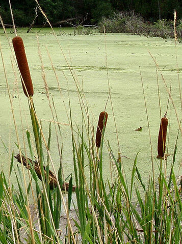 File:446px-Typha-cattails-in-indiana.jpg