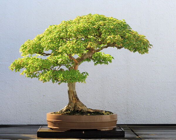 File:749px-Trident Maple bonsai 52, October 10, 2008.jpg
