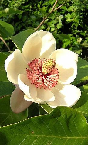 File:362px-Magnolia wieseneri.jpg