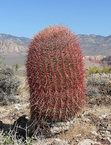 File:456px-Ferocactus cylindraceus 12.jpg